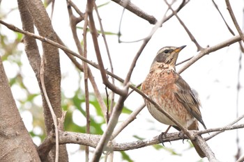 2023年3月21日(火) 前橋市の野鳥観察記録