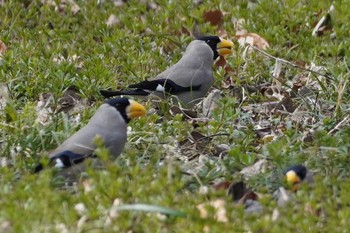 イカル 野川公園 2023年3月5日(日)