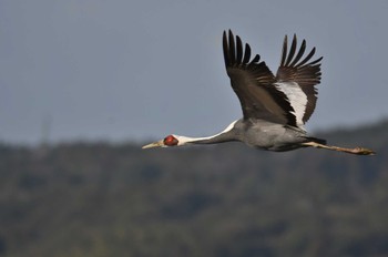 White-naped Crane Izumi Crane Observation Center Sat, 1/21/2023