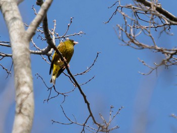 Grey-capped Greenfinch 風頭公園(長崎市) Fri, 3/10/2023