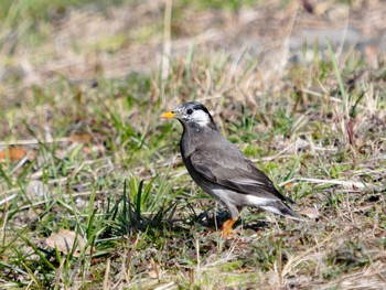 White-cheeked Starling 風頭公園(長崎市) Fri, 3/10/2023