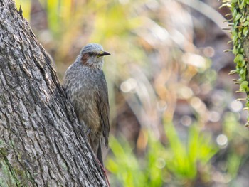 Brown-eared Bulbul 風頭公園(長崎市) Fri, 3/10/2023