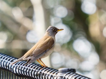 Pale Thrush 風頭公園(長崎市) Fri, 3/10/2023