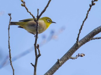 Warbling White-eye 風頭公園(長崎市) Fri, 3/10/2023