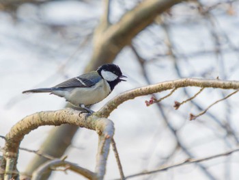 Japanese Tit 風頭公園(長崎市) Fri, 3/10/2023