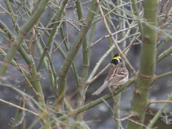 Yellow-throated Bunting 風頭公園(長崎市) Fri, 3/10/2023