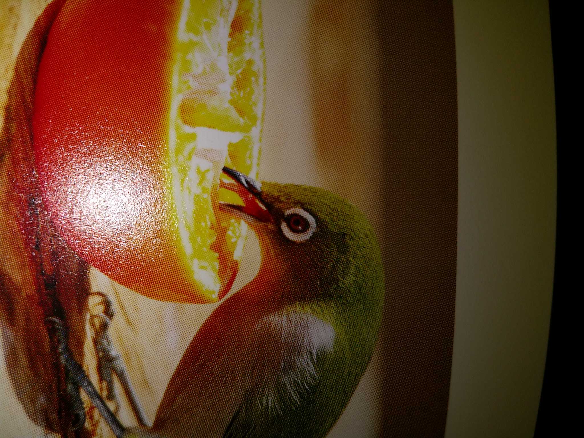 Warbling White-eye