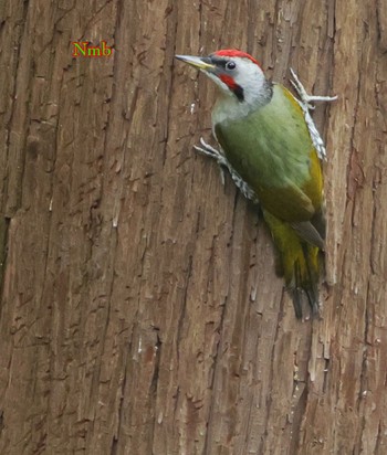 Japanese Green Woodpecker Unknown Spots Unknown Date