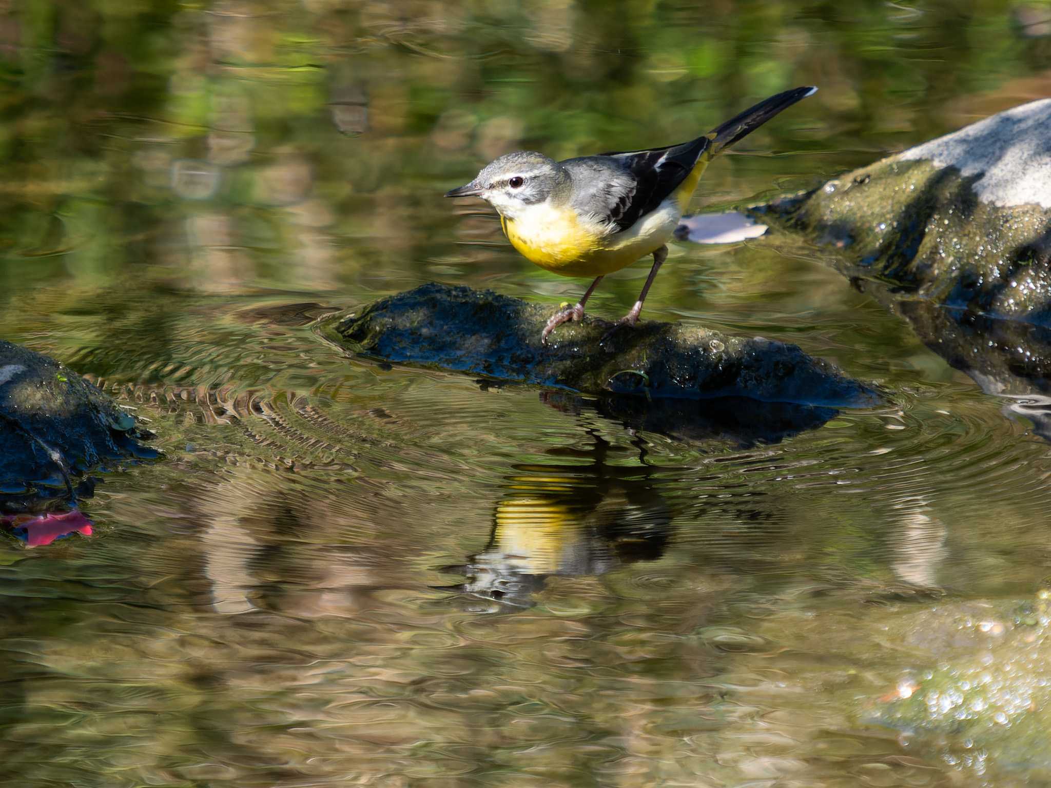 Photo of Grey Wagtail at 中島川 石橋群周辺(長崎市) by ここは長崎