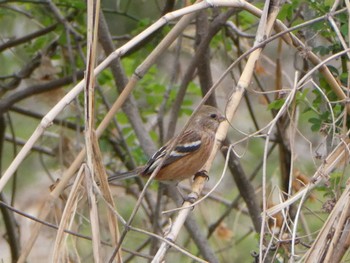 2023年3月21日(火) 祖父江ワイルドネイチャー緑地の野鳥観察記録