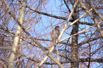 ハイタカ 青葉公園(千歳市) 2023年3月21日(火)