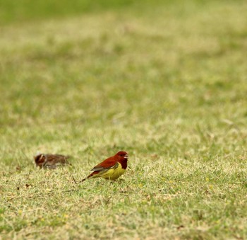 Chestnut Bunting