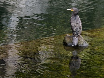 Great Cormorant 中島川 石橋群周辺(長崎市) Tue, 11/22/2022