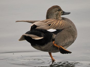 オカヨシガモ 東京港野鳥公園 2023年3月21日(火)