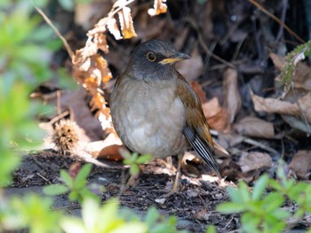 Pale Thrush 稲佐山 Tue, 3/14/2023