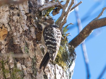 Japanese Pygmy Woodpecker 稲佐公園(長崎市曙町) Tue, 3/14/2023