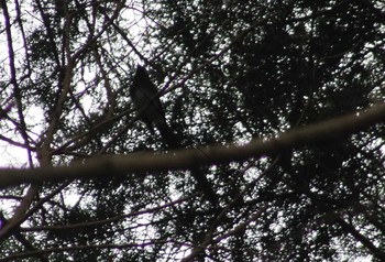 Black Paradise Flycatcher 神奈川県 Sun, 5/13/2018