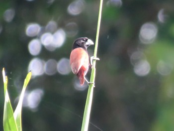 Chestnut Munia ミンダナオ島 Sat, 3/17/2018