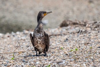 カワウ 魚住海岸 2018年5月10日(木)