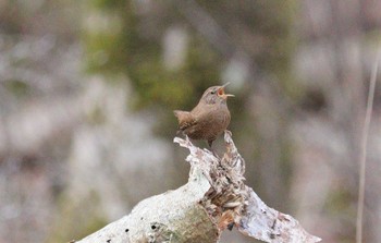 Wed, 3/22/2023 Birding report at 段戸裏谷