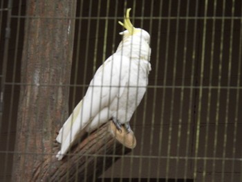 Sulphur-crested Cockatoo キャンベルタウン野鳥の森 Tue, 3/21/2023