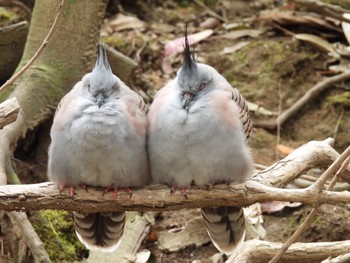 Crested Pigeon キャンベルタウン野鳥の森 Tue, 3/21/2023