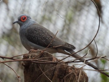 ウスユキバト キャンベルタウン野鳥の森 2023年3月21日(火)