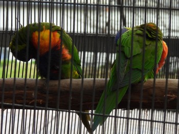 ゴシキセイガイインコ キャンベルタウン野鳥の森 2023年3月21日(火)