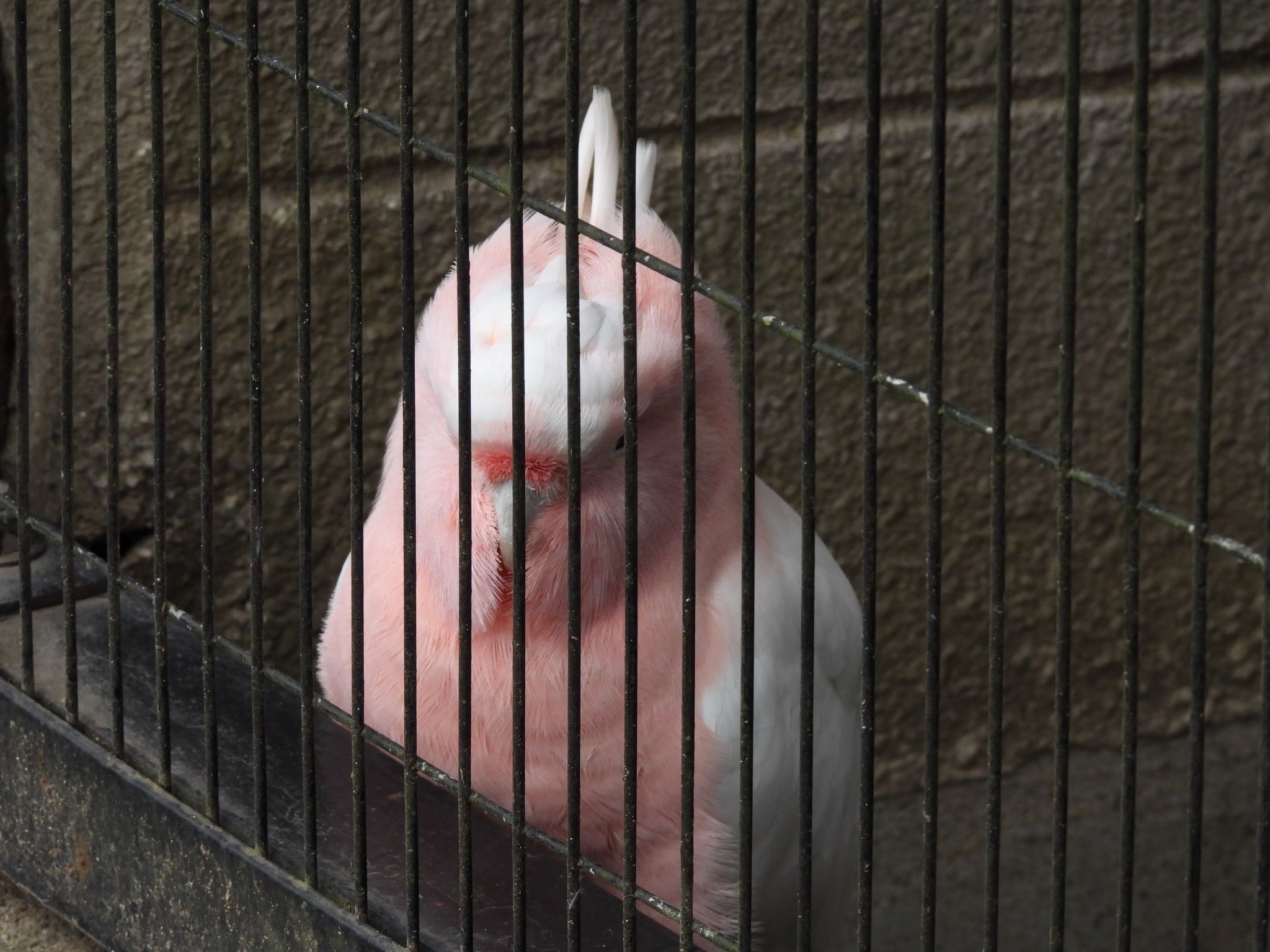 キャンベルタウン野鳥の森 クルマサカオウムの写真 by ツピ太郎