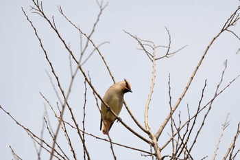 ヒレンジャク 葛西臨海公園 2023年3月12日(日)