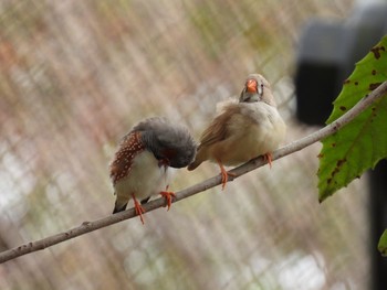 キンカチョウ キャンベルタウン野鳥の森 2023年3月21日(火)