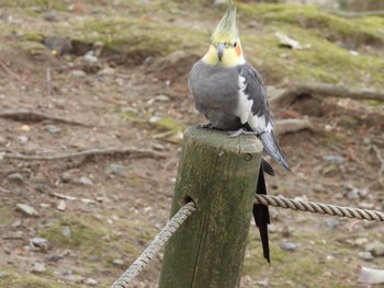 オカメインコ キャンベルタウン野鳥の森 2023年3月21日(火)