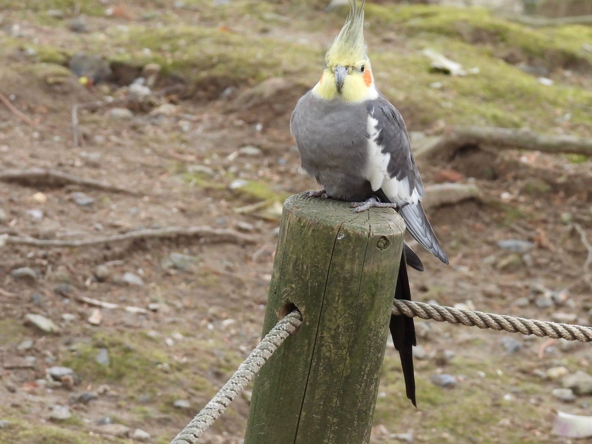 オカメインコ