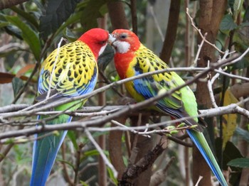 Eastern Rosella キャンベルタウン野鳥の森 Tue, 3/21/2023