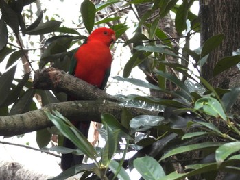 キンショウジョウインコ キャンベルタウン野鳥の森 2023年3月21日(火)