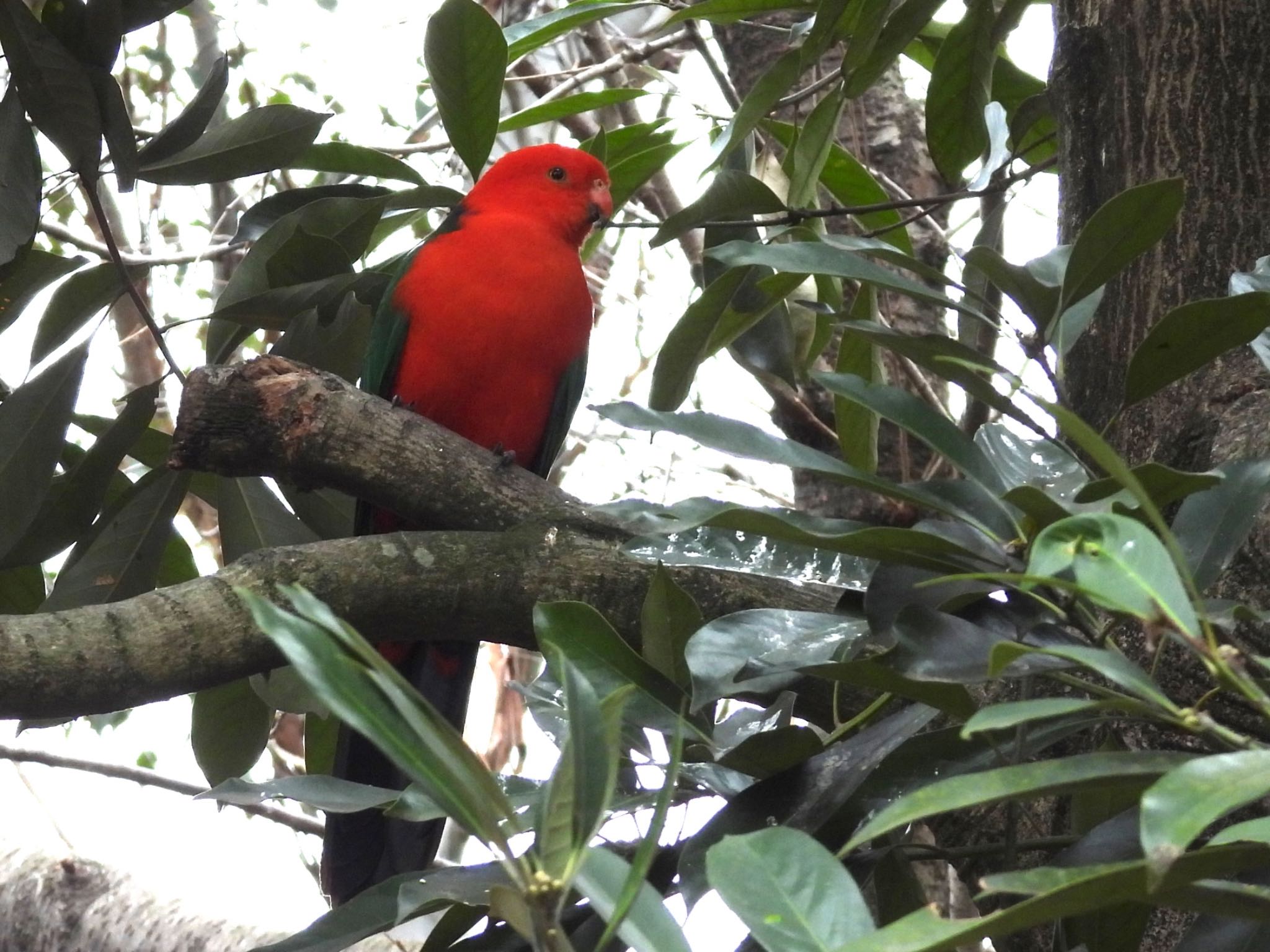 キンショウジョウインコ