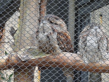 オーストラリアガマグチヨタカ キャンベルタウン野鳥の森 2023年3月21日(火)