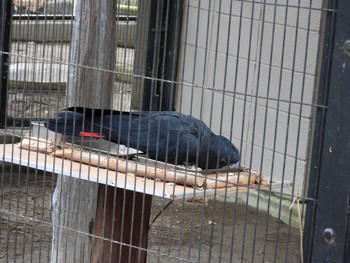 Red-tailed Black Cockatoo キャンベルタウン野鳥の森 Tue, 3/21/2023