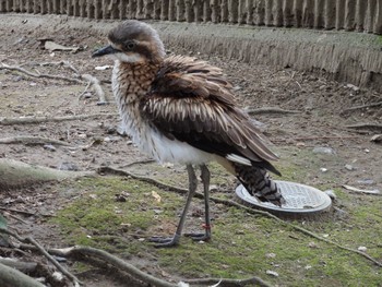 オーストラリアイシチドリ キャンベルタウン野鳥の森 2023年3月21日(火)