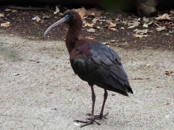 Glossy Ibis キャンベルタウン野鳥の森 Tue, 3/21/2023