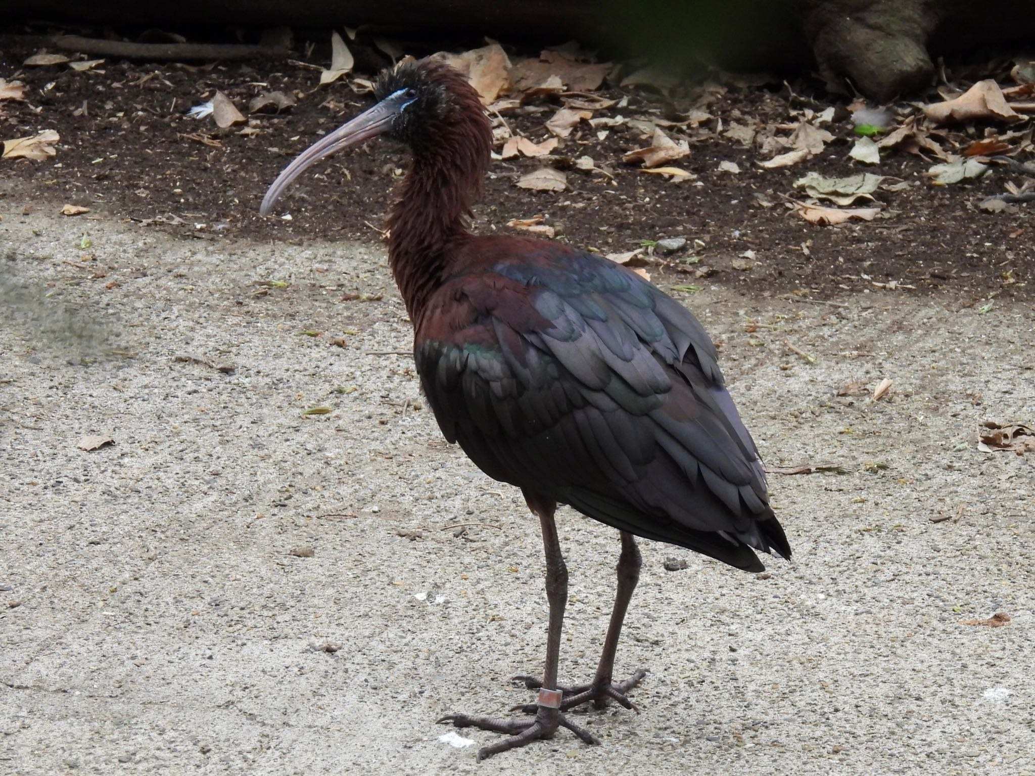 キャンベルタウン野鳥の森 ブロンズトキの写真 by ツピ太郎