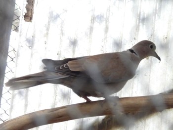 Eurasian Collared Dove キャンベルタウン野鳥の森 Tue, 3/21/2023