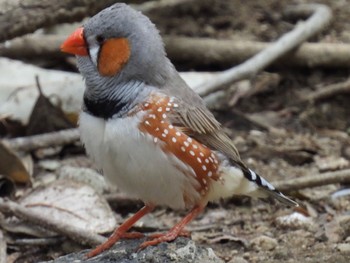 キンカチョウ キャンベルタウン野鳥の森 2023年3月21日(火)