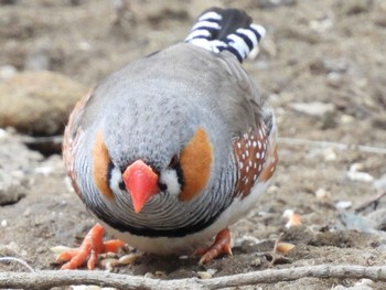 キンカチョウ キャンベルタウン野鳥の森 2023年3月21日(火)