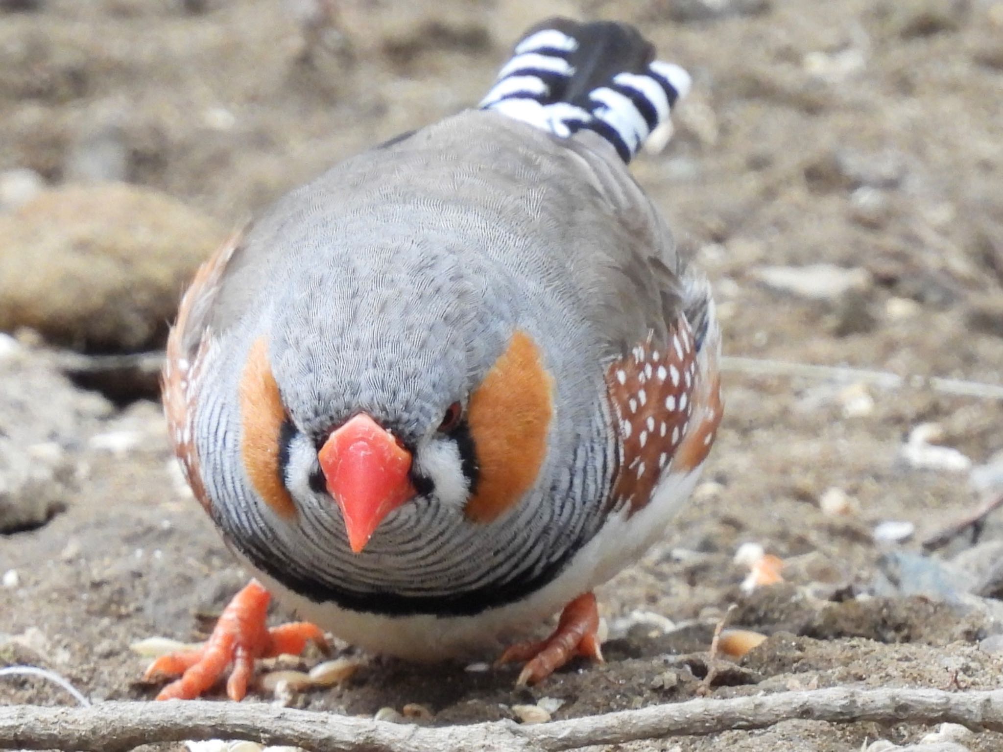 キャンベルタウン野鳥の森 キンカチョウの写真 by ツピ太郎