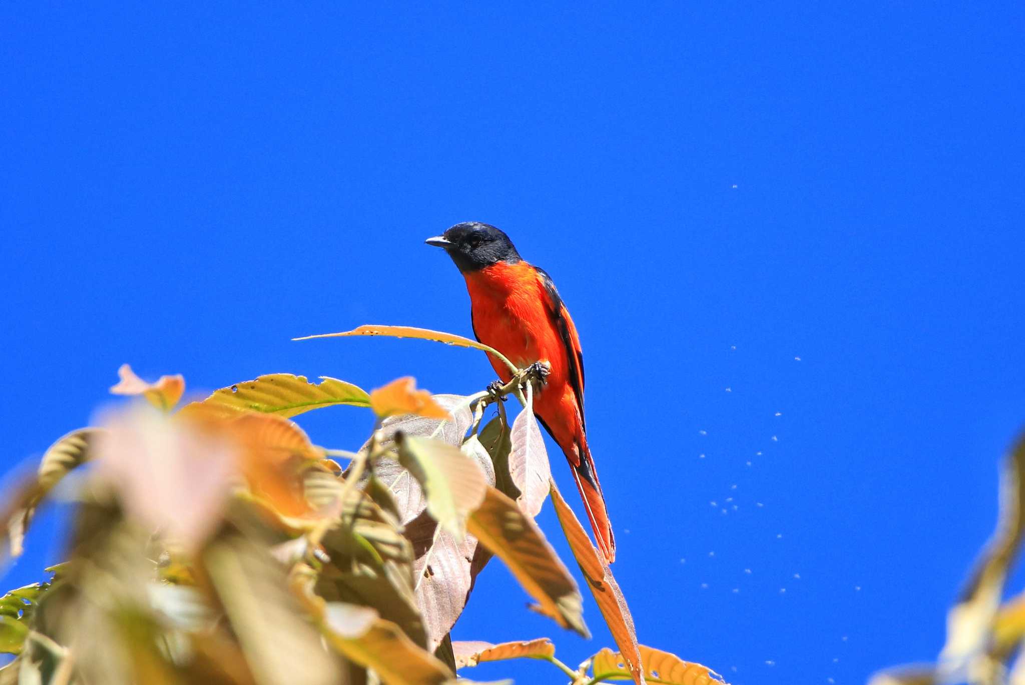 Photo of Grey-chinned Minivet at Kinabaru park by とみやん