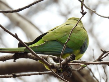 ミカヅキインコ キャンベルタウン野鳥の森 2023年3月21日(火)