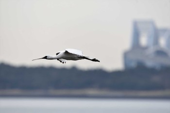 クロツラヘラサギ 葛西臨海公園 2023年3月12日(日)