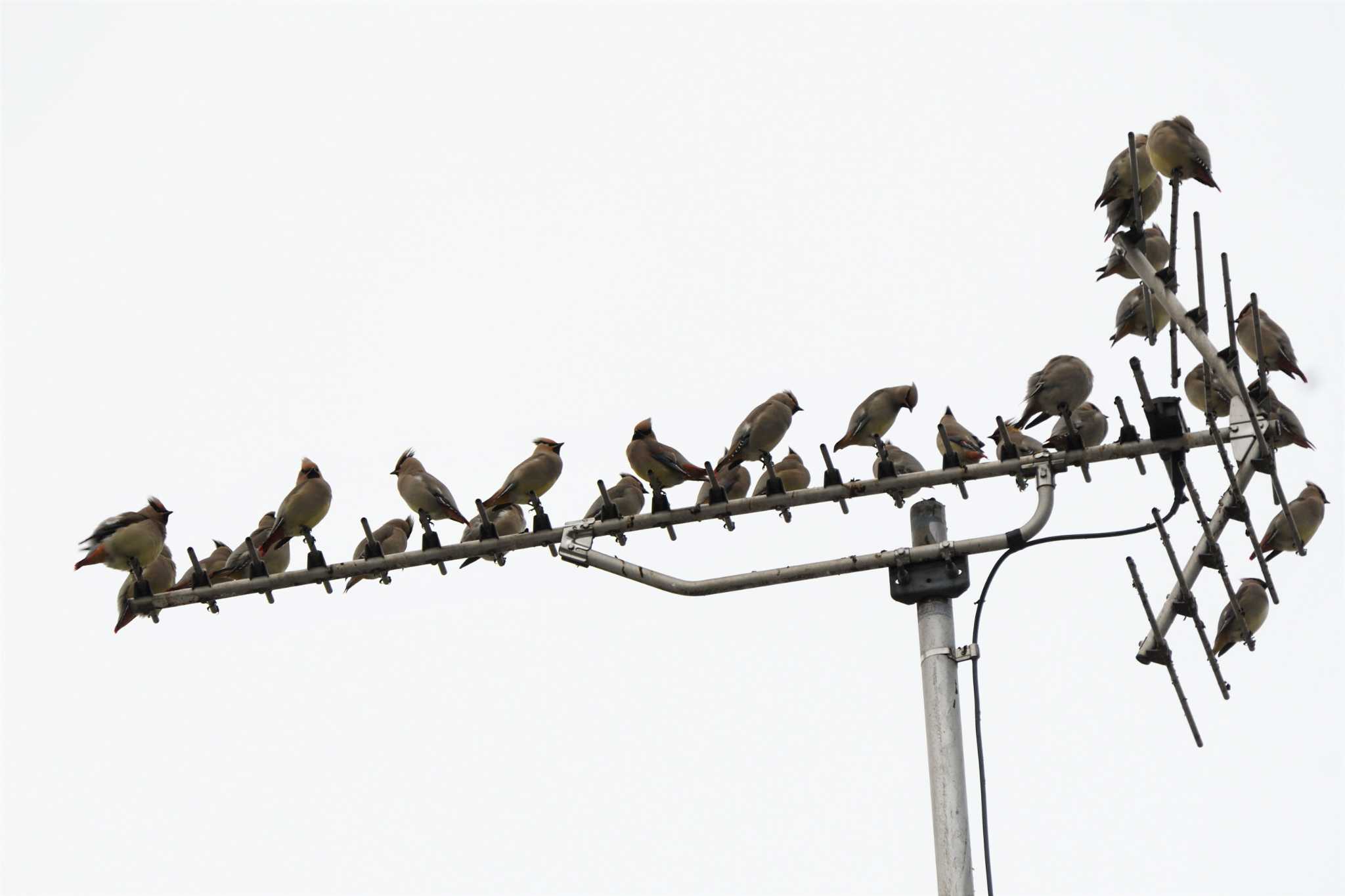 Japanese Waxwing