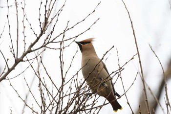 2023年3月12日(日) 木場公園(江東区)の野鳥観察記録